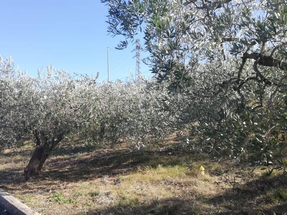 Tomt i Cupello, Chieti - bilde 5
