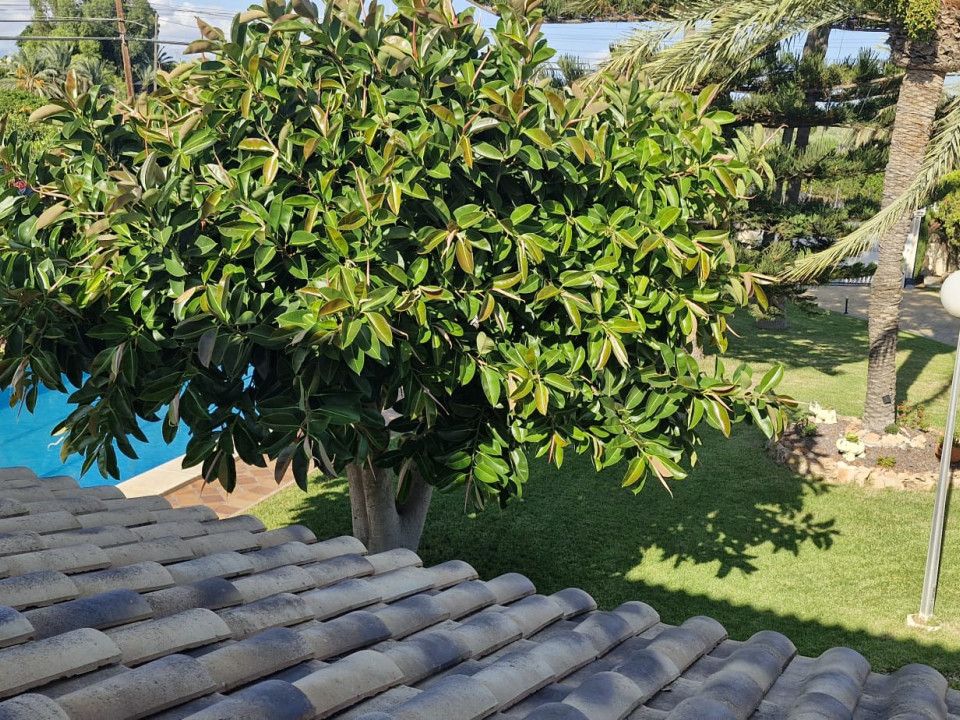 Landejendom i Elche, Alicante - foto 4