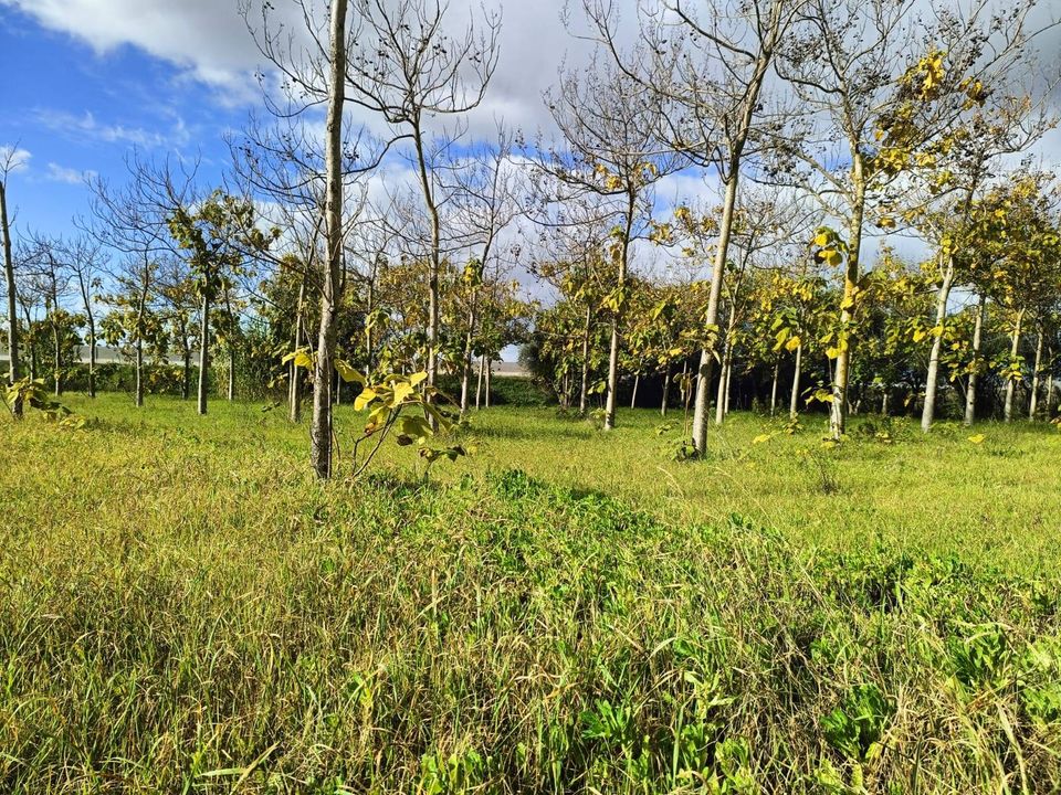 Villa i Nuraminis, Sud Sardegna - foto 1