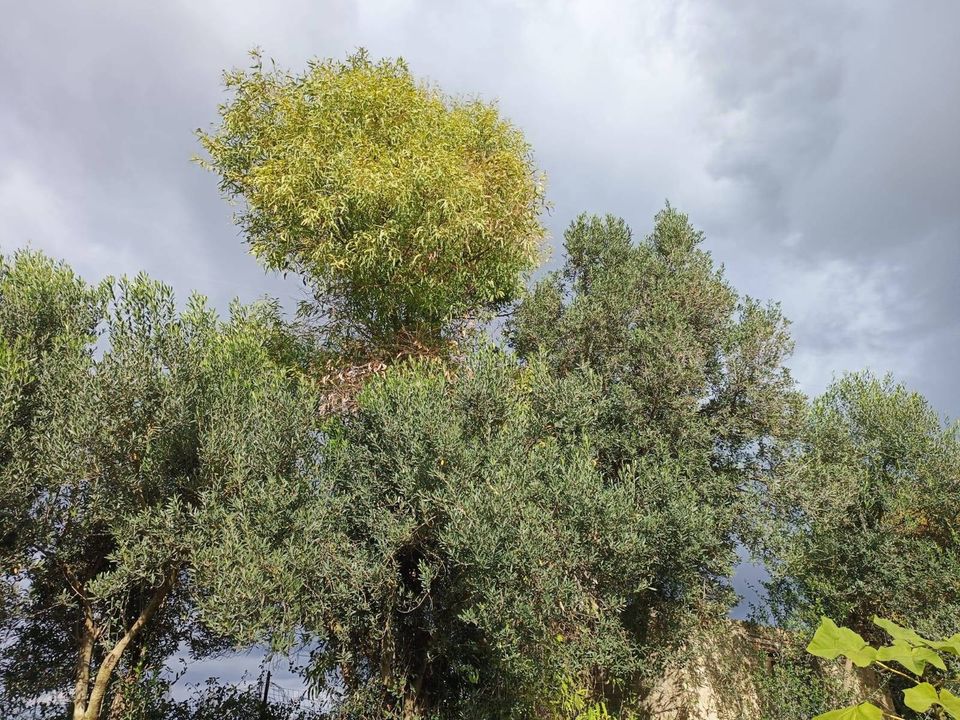 Villa i Nuraminis, Sud Sardegna - foto 4