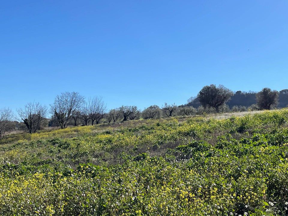 Helårsgrund i Acquaviva Picena, Ascoli Piceno - foto 3
