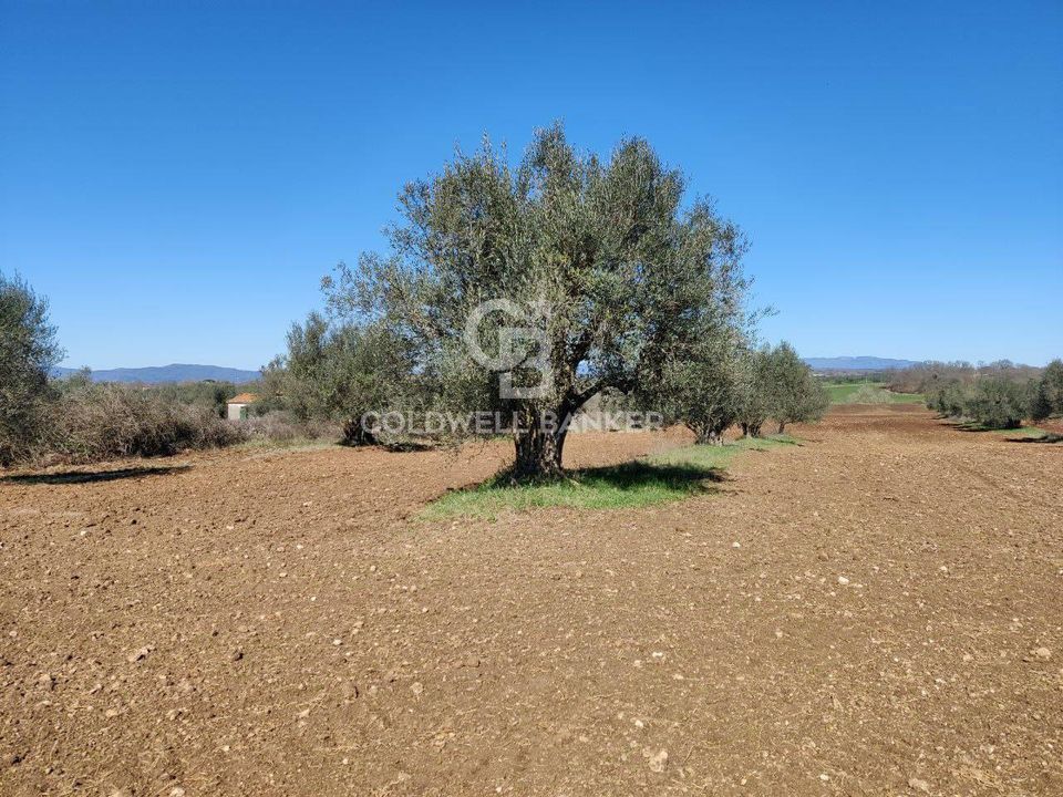 Terreno en Ischia di Castro, Viterbo - foto 3