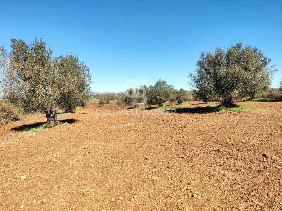 Terreno en Ischia di Castro, Viterbo - foto 4
