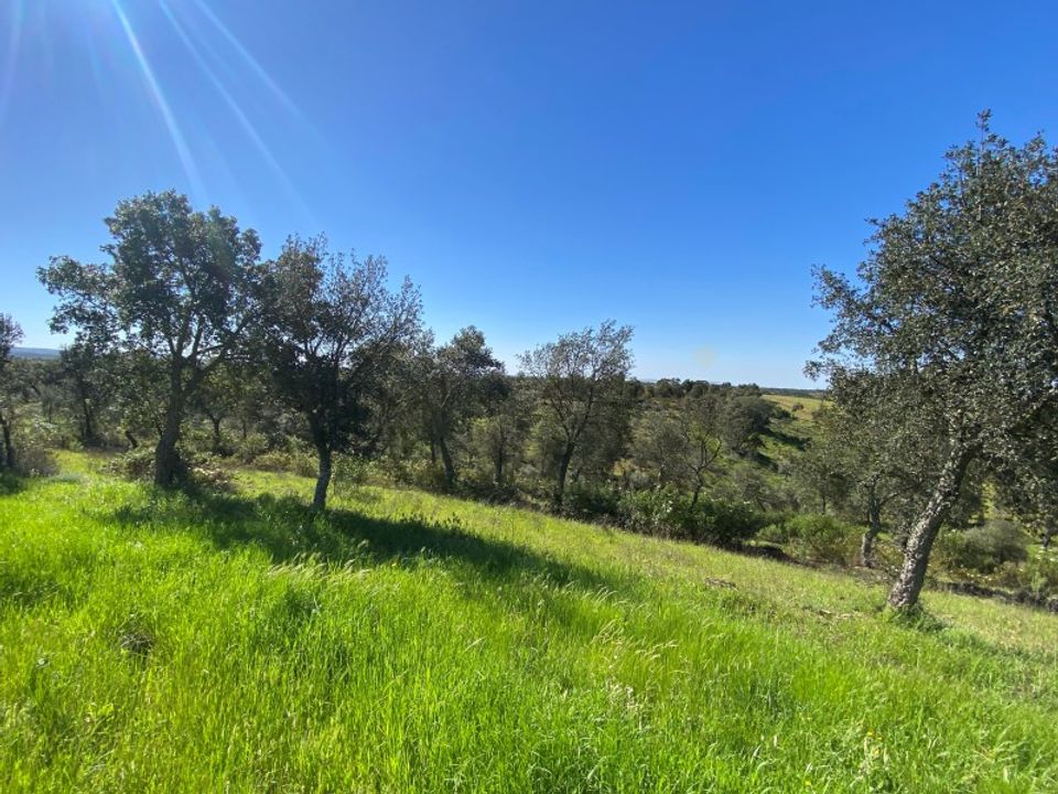 Farm i Vila Verde de Ficalho, Beja - foto 4