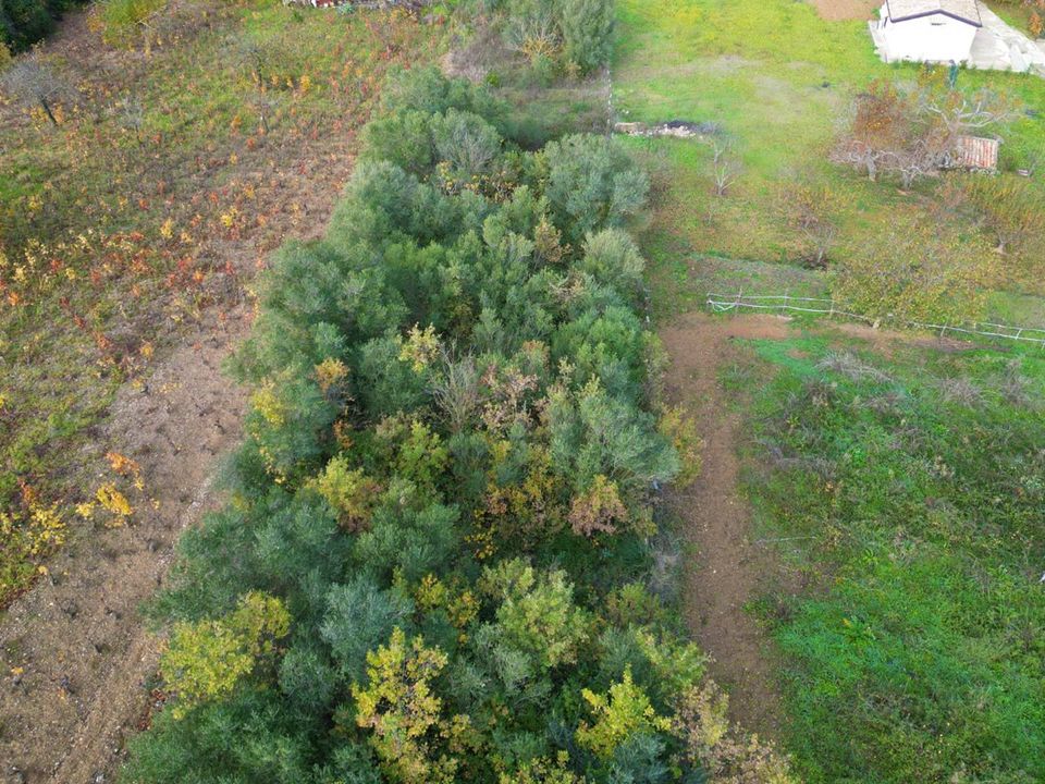 Helårsgrund i Altofonte, Palermo - foto 4