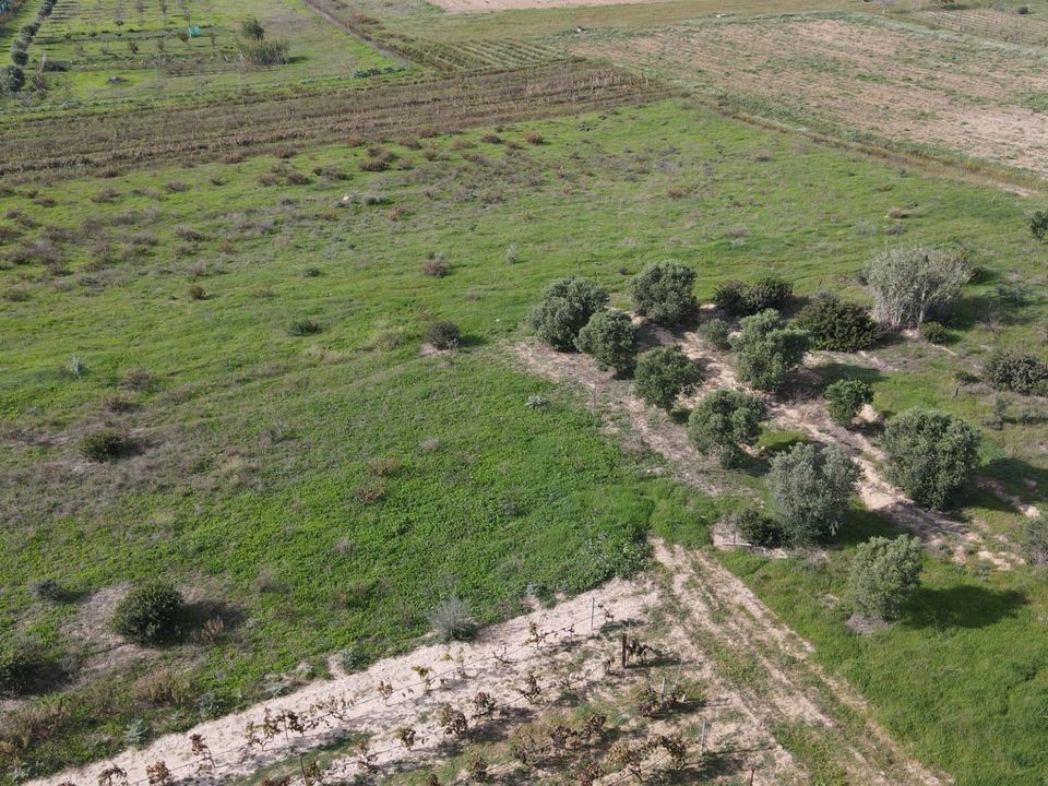 Terra a Selargius, Cagliari - foto 3