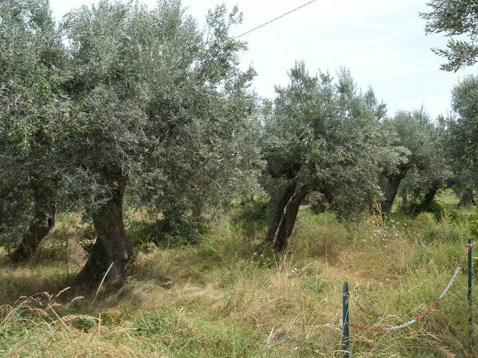Helårsgrund i Vasto, Chieti - foto 2