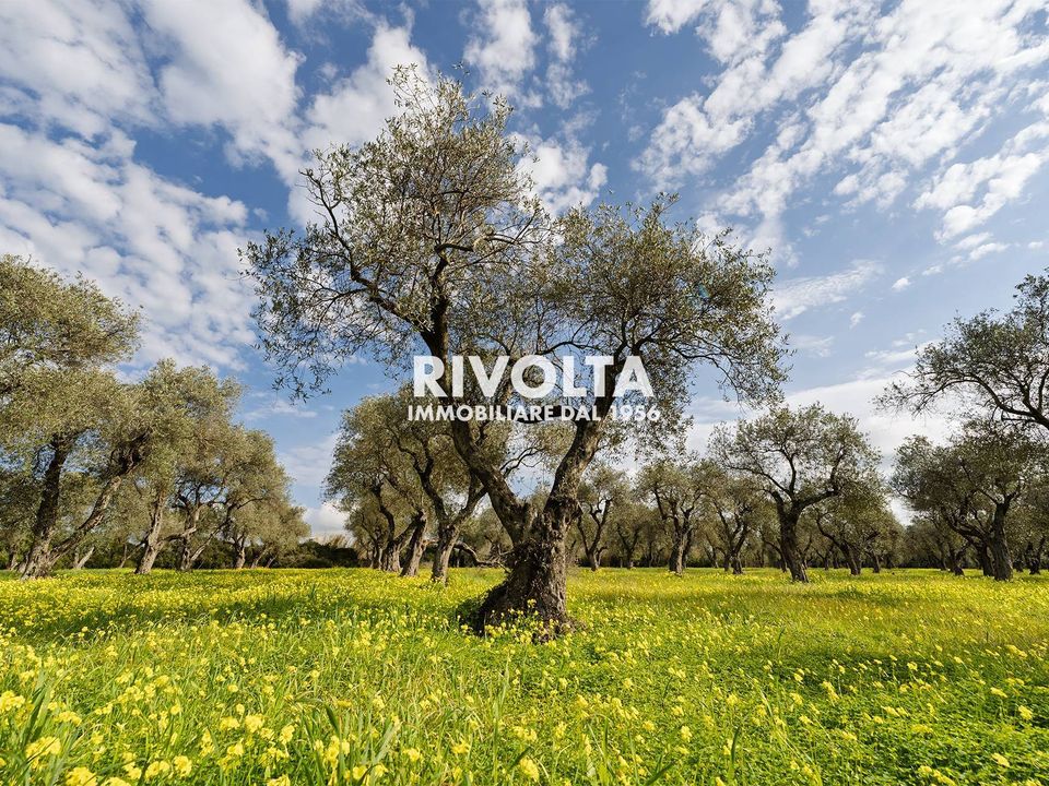 Land in Alghero, Sassari - photo 4