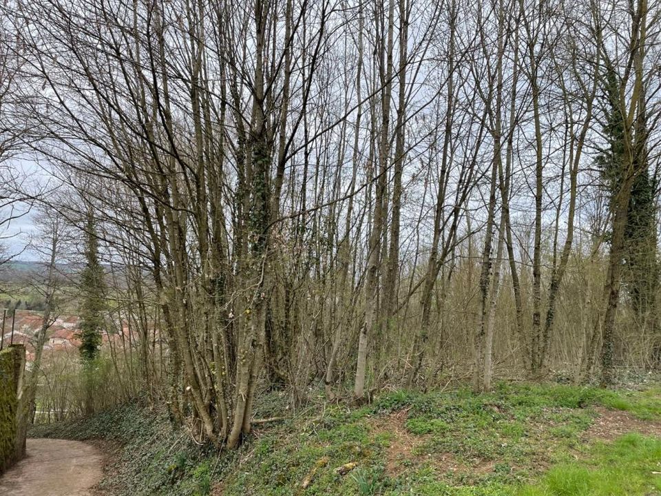 Helårsgrund i Jussey, Haute-Saone - foto 4