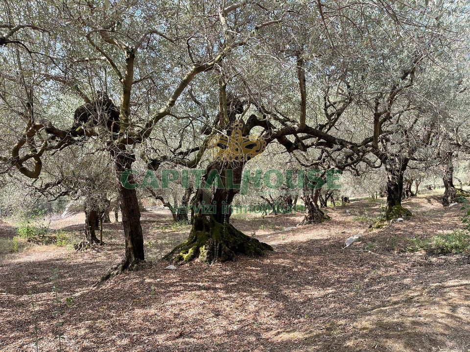 Helårsgrund i Avella, Avellino - foto 5