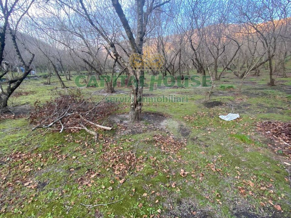 Tomt i Avella, Avellino - bilde 1