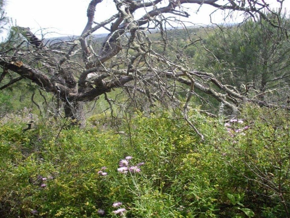 Helårsgrund i Castro Marim, Faro - foto 3