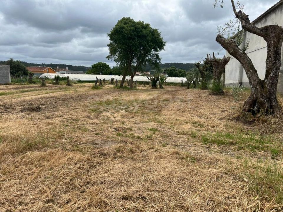 Helårsgrund i Souto da Carpalhosa e Ortigosa, Leiria - foto 3