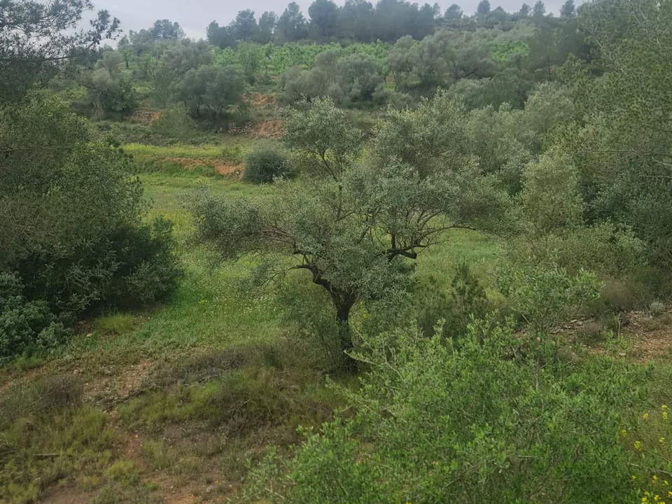 Finca i Mora D'ebre, Tarragona - foto 5