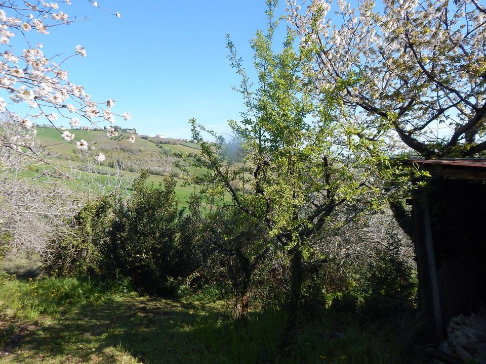 Landejendom i Castignano, Ascoli Piceno - foto 1