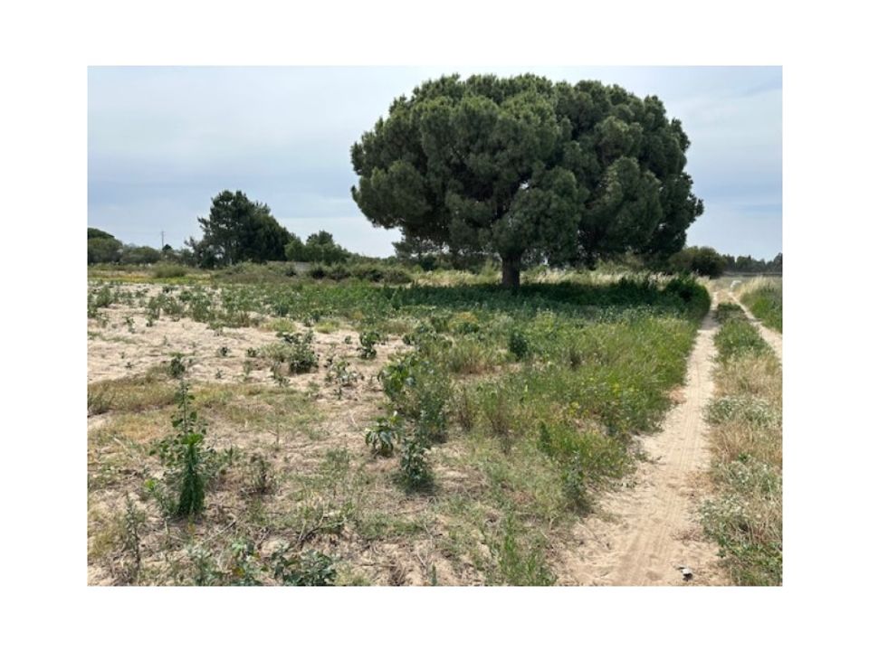 Helårsgrund i Montijo, Setubal - foto 1