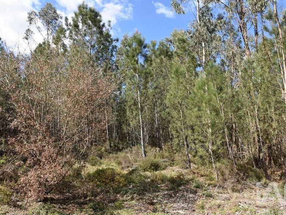 Helårsgrund i Ourem, Santarem - foto 3