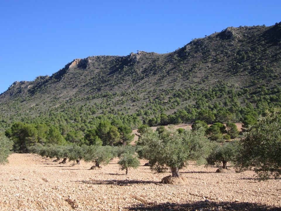 Helårsgrund i Yecla, Murcia - foto 1