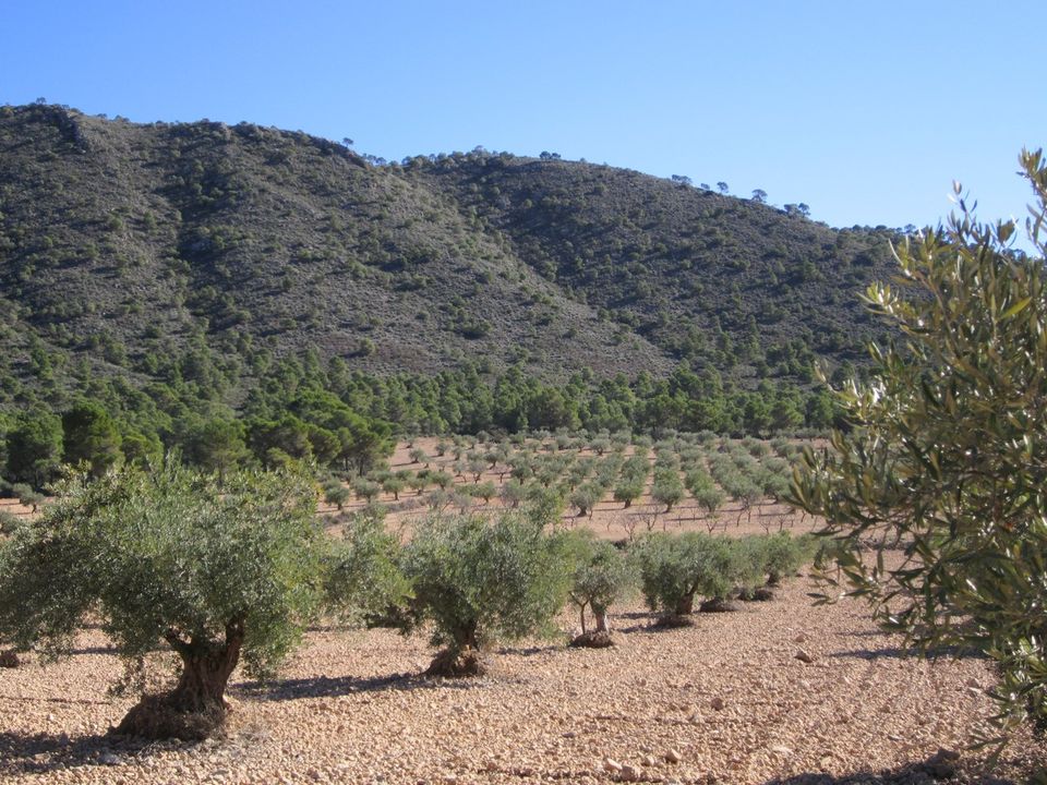 Helårsgrund i Yecla, Murcia - foto 2