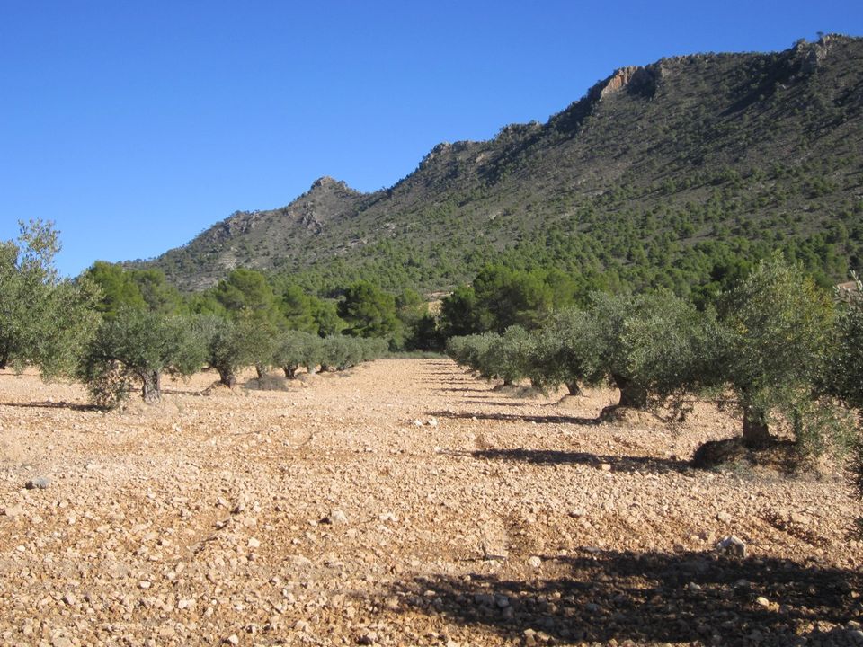 Helårsgrund i Yecla, Murcia - foto 3