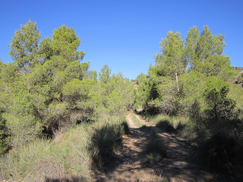 Helårsgrund i Yecla, Murcia - foto 4