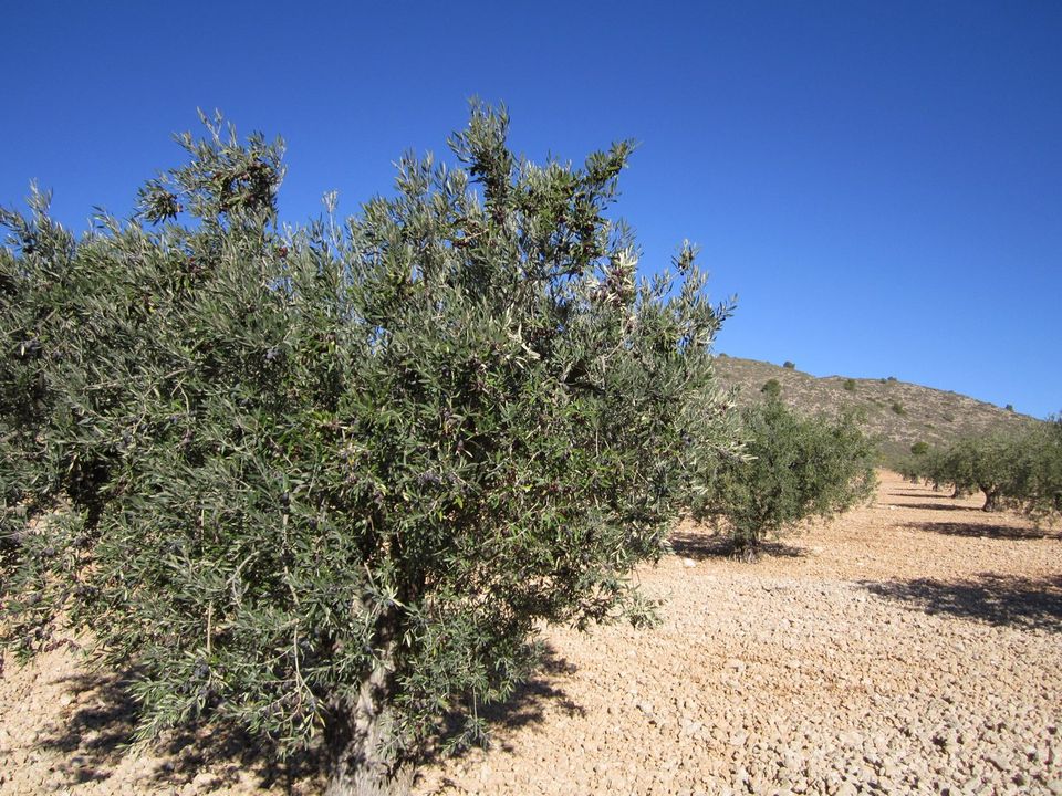 Helårsgrund i Yecla, Murcia - foto 5