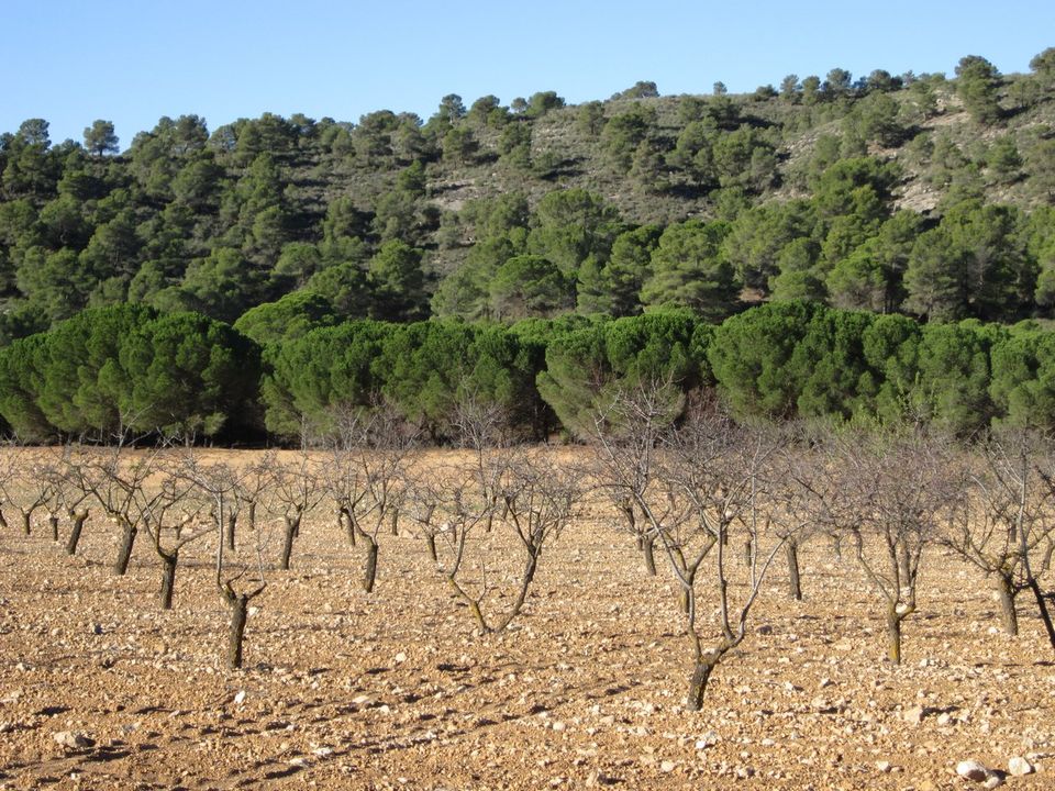 Helårsgrund i Yecla, Murcia - foto 1