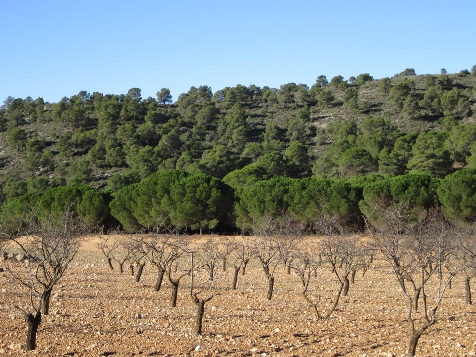 Helårsgrund i Yecla, Murcia - foto 2