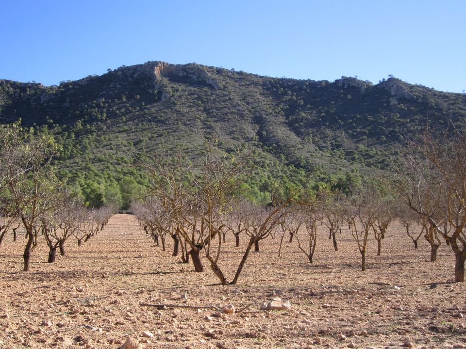 Helårsgrund i Yecla, Murcia - foto 3