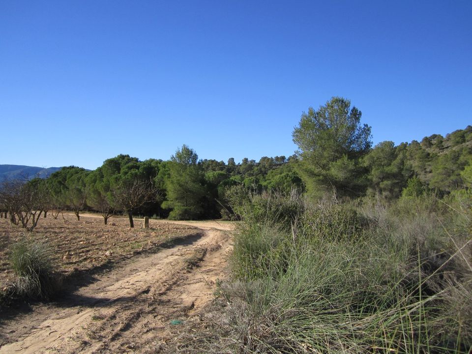 Helårsgrund i Yecla, Murcia - foto 4