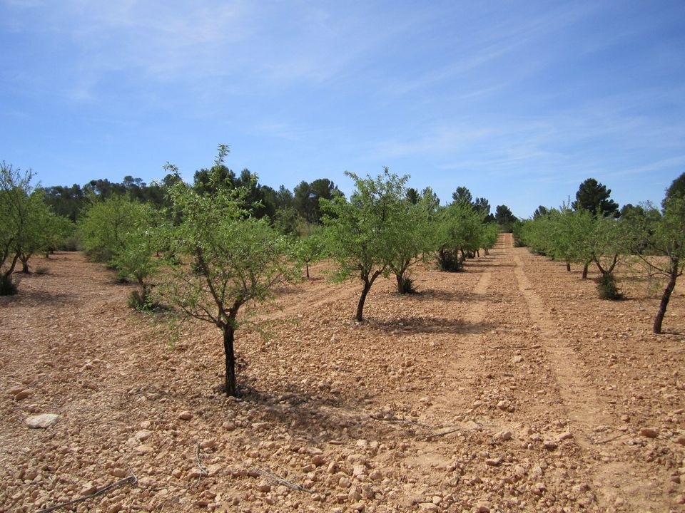 Helårsgrund i Yecla, Murcia - foto 1