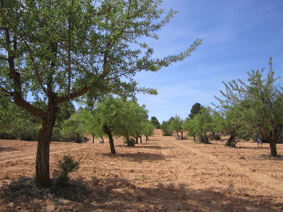 Helårsgrund i Yecla, Murcia - foto 4