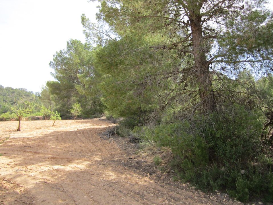 Helårsgrund i Yecla, Murcia - foto 5