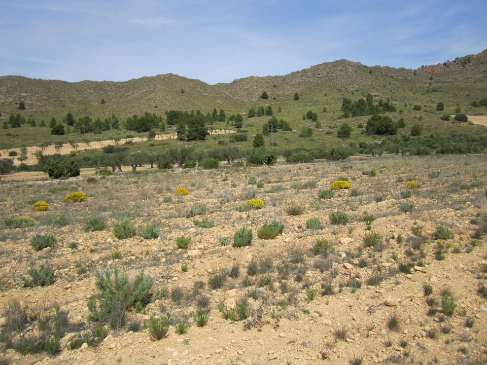 Helårsgrund i Yecla, Murcia - foto 1