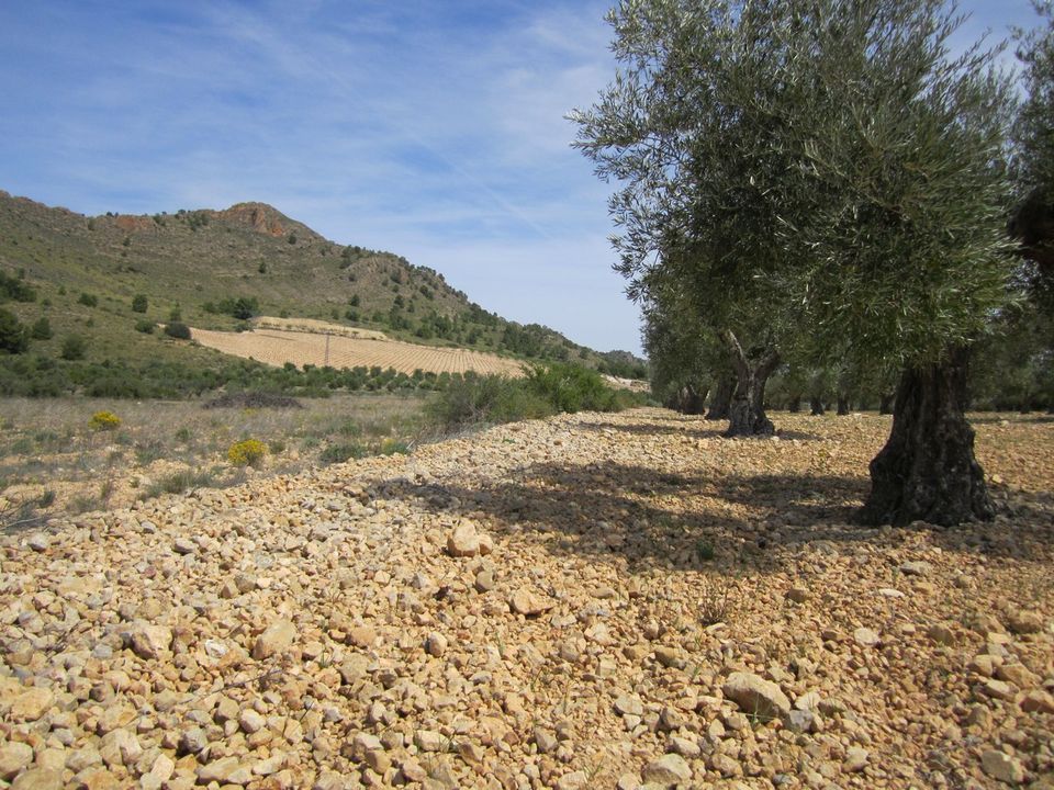 Helårsgrund i Yecla, Murcia - foto 2