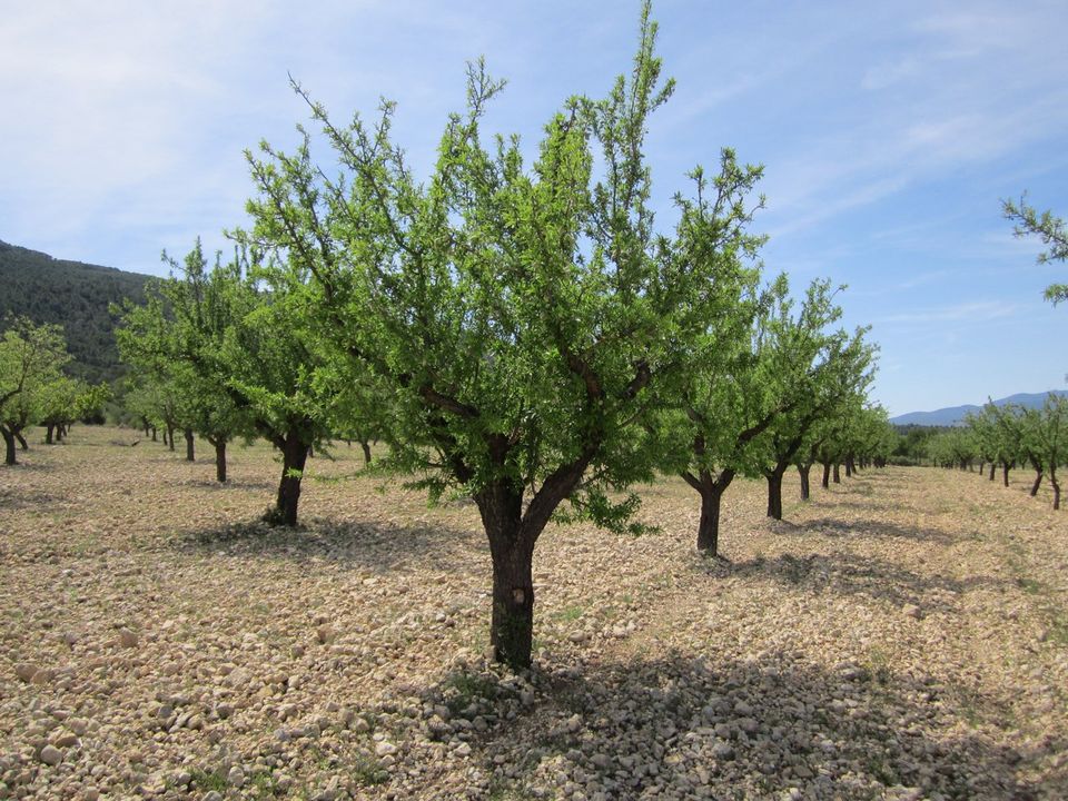 Helårsgrund i Yecla, Murcia - foto 1