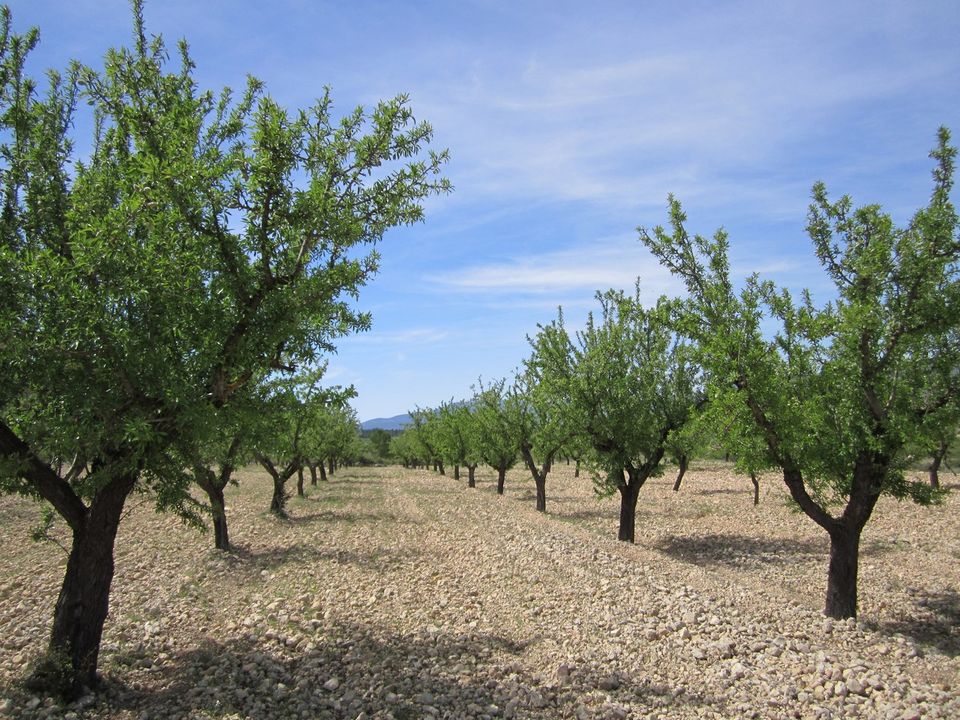 Helårsgrund i Yecla, Murcia - foto 3