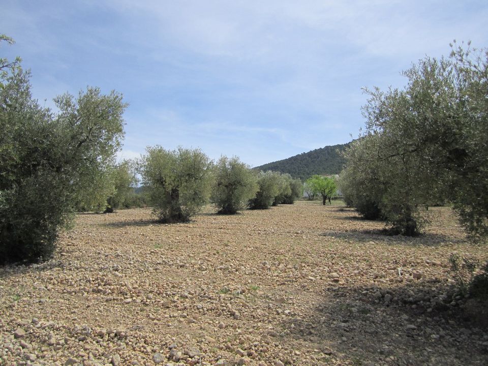 Helårsgrund i Yecla, Murcia - foto 4