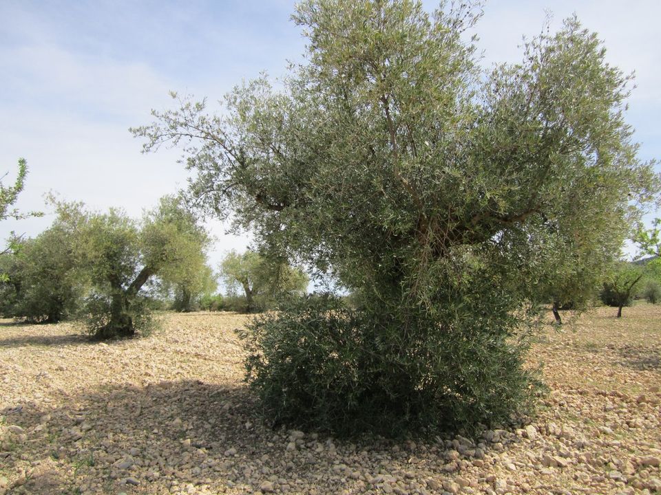 Helårsgrund i Yecla, Murcia - foto 5
