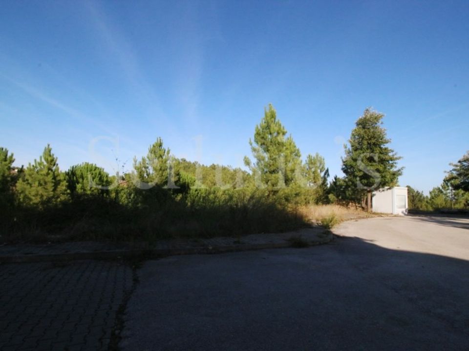 Tomt i Abrantes, Santarem - bilde 1