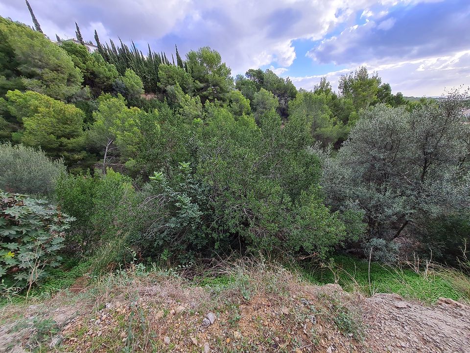 Helårsgrund i Portals Nous, Mallorca - foto 5