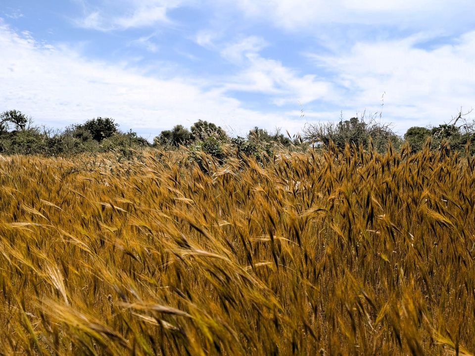 Helårsgrund i Ses Salines, Mallorca - foto 5