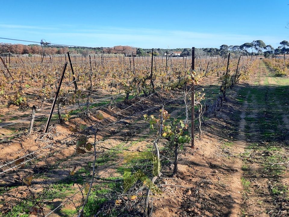 Helårsgrund i Portiragnes, Herault - foto 3