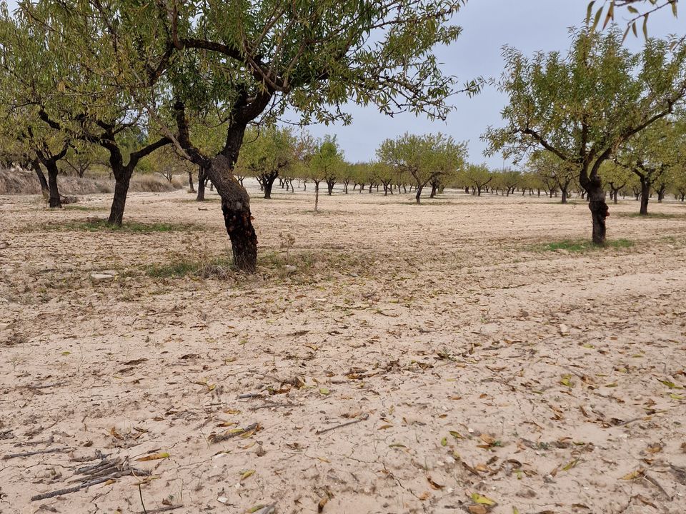 Helårsgrund i Moratalla, Murcia - foto 5