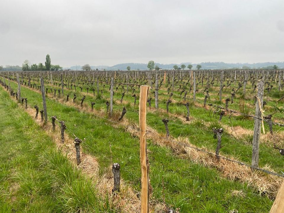 Erhvervsejendom i Saint-Emilion, Gironde - foto 1