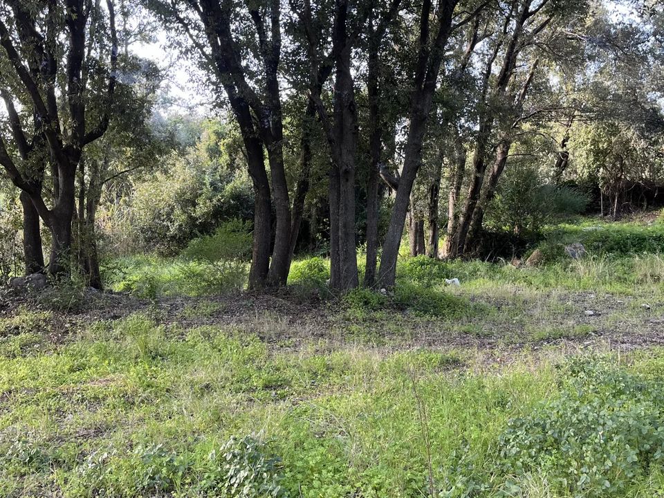 Tomt i Barbaggio, Haute-Corse - bilde 2
