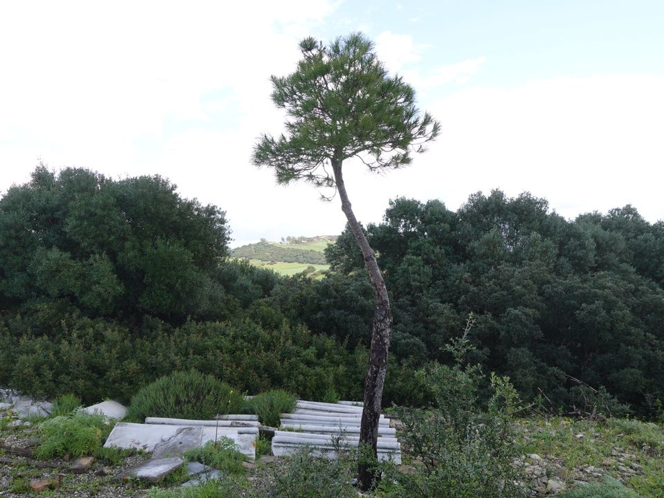 Finca i Medina Sidonia, Cadiz - foto 4