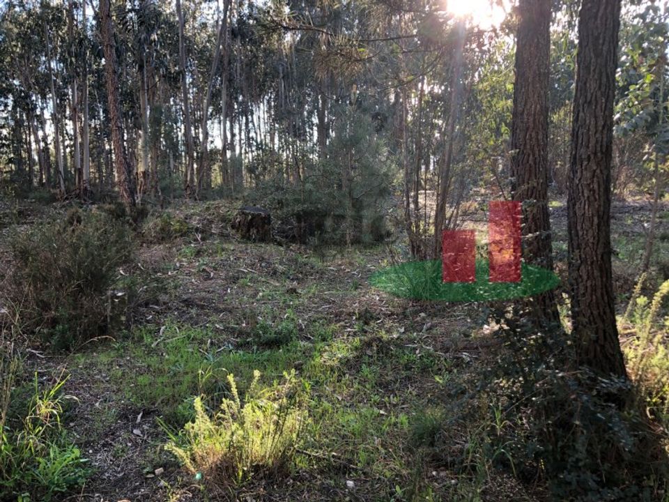 Helårsgrund i Asseiceira, Santarem - foto 4