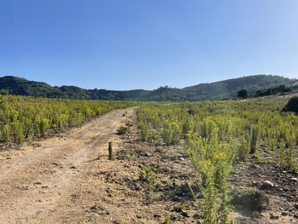 Finca i Castellar De La Frontera, Cadiz - foto 3