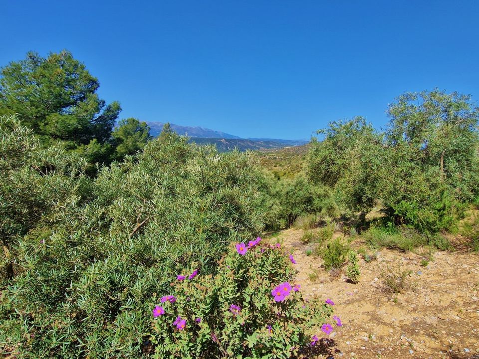 Landejendom i Jayena, Granada - foto 2